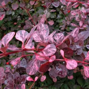 Berberis Pink Queen Garden Shrub - Vibrant and Hardy Variegated Plant (10-30cm Height Including Pot)