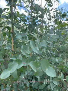 Eucalyptus Silver Dollar Evergreen Tree 3-4ft Tall Large Supplied in a 3 Litre Pot