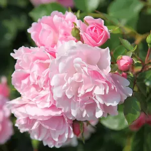 Bonica Rose Bush Pink Flowering Roses Shrub Rose 4L Pot