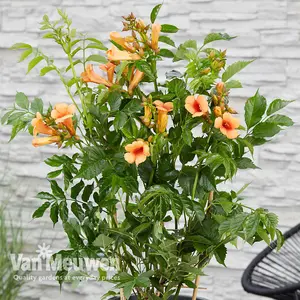 Campsis Indian Summer 2 Litre Pot x 2