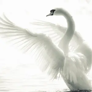 Majestic Swan Mural - 192x260cm - 5517-4