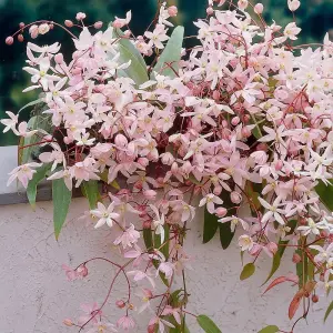 Clematis Apple Blossom Pink Flowering Vine Climbing Plant 1.8m Cane 7.5L Pot