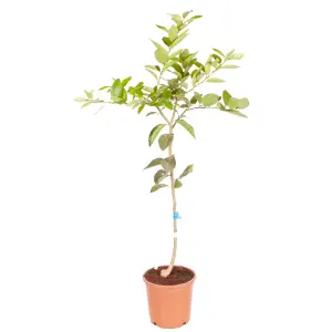 Large Lime Tree in a 5-6L Pot Supplied as a Garden Ready Plant in Pot - Grow Your Own Fresh Fruit