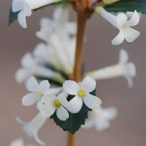 Osmanthus Outdoor Shrub Plant Osmanthus Delavayi Garden Tree Bush 2L Pot