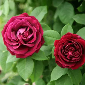 Souvenir du Docteur Jamain Rose Bush Red Flowering Roses Climbing Rose 4L Pot