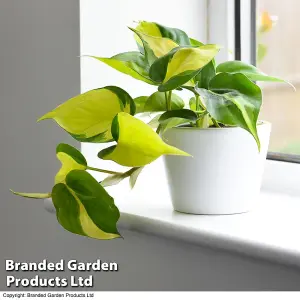 Houseplant Philodendron scandens Brasil 10cm Potted Plant x 1