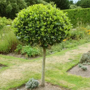 Bay Tree, Pair of Standard Trees, 80cm Tall, Evergreen, Easy to Grow, Cooking Herb (Pack of 2)