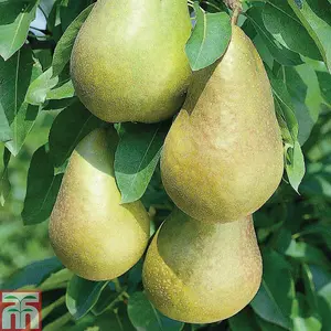 Potted Mini Fruit Tree Collection, Apple, Pear, Cherry, Plum Ideal for Small Gardens & Patios, Easy to Grow, 5 x Potted Plants