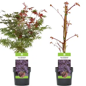 Acer Trompenburg - Japanese Maple, Outdoor Plant, Ideal for Gardens, Compact Size (50-70cm Height Including Pot)