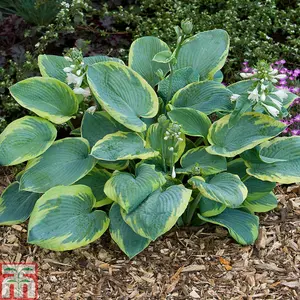 Hosta Frances Williams 1 Bare Root