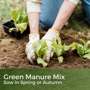 Green Manure Flower Seeds Mix - Year Round - Allotments, Beds and Borders - 150g