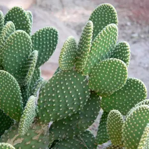 Opuntia Microdasys Bunny Ears Cactus in 8.5cm Pot - Indoor Cactus Plant