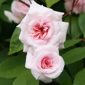 Climbing Cécile Brünner Rose Bush Pink Flowering Roses Climbing Polyantha Rose 4L Pot