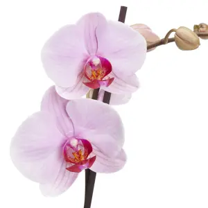 Verve Single Stem Moth orchid in Terracotta Plastic Grow pot 12cm