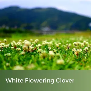 Clover Lawn Seed - Grass Seed & White Clover - 5kg