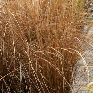 4 Pack Ornamental Grass Mix - Patio & Garden Decorative Grasses