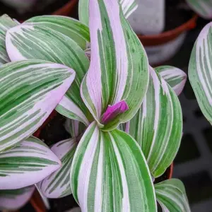 Tradescantia Nanouk - Fantasy Venice in 5.5cm Pot - Colourful & Low Maintenance