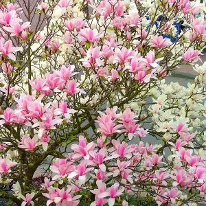 Magnolia Heaven Scent Tree - Scented Pink Flowers, Compact, Low Maintenance (5-6ft)