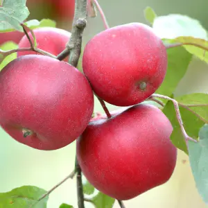 Lincolnshire Fruits Red Devil Potted Apple 12 Litre Tree