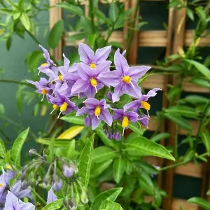 Solanum Glasnevin (Chilean Potato Tree) in 9cm Pot -  Semi Evergreen Plant