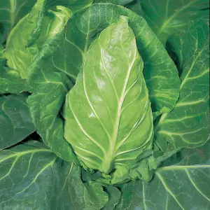 Cabbage Greyhound 1 Seed Packet (350 Seeds)