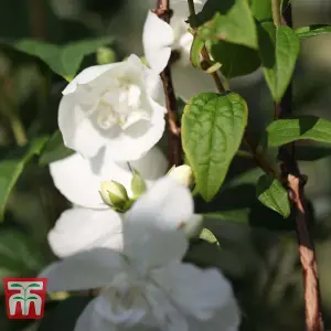 Philadelphus Belle Etoile 9cm Pot x 2