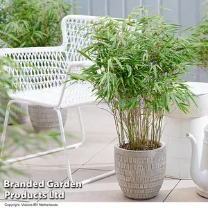 Umbrella Bamboo Fargesia rufa 19cm Potted Plant x 2 - Outdoor Garden Plants, Ideal for Pots and Containers