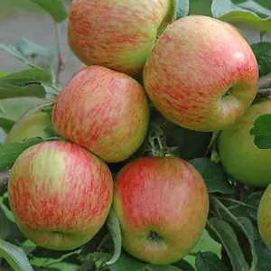 Complete 6 Tree Mini Orchard Braeburn Apple, Victoria Plum, Stella Cherry, Bramley Apple, Redhaven Peach & Conference Pear