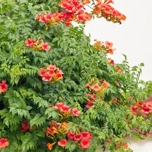 Campsis Radicans - Orange Flowers, Fast-Growing, Climbing Shrub, Hardy (20-30cm Height Including Pot)