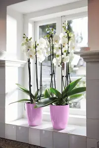 Elho Brussels Diamond Orchid High 12.5cm Violet Recycled Plastic Plant Pot