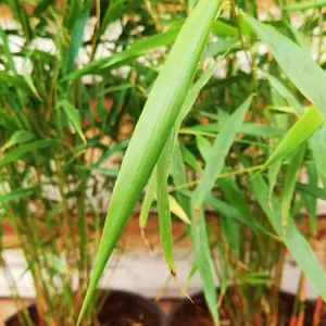 Fargesia Asian Wonder (40-50cm Height Including Pot) - Clumping Bamboo, Exotic Appearance, Partial Shade