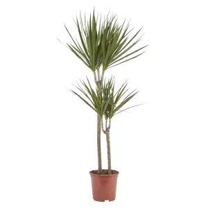 Verve Dragon tree in Terracotta Plastic Grow pot 19cm