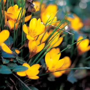 Crocus Fuscotinctus Flowering Bulbs (1000 Pack)