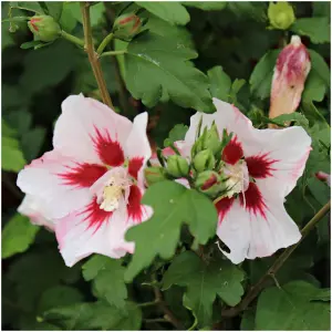 Hibiscus Syriacus Hamabo / Rose of Sharon in 2L Pot, Pale Pink Flowers