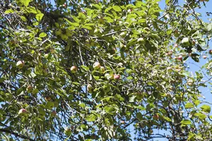 Crab Apple Tree 1-2ft Tall In 1L Pot Native Malus Hedging Tree 3FATPIGS