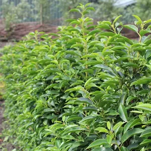 Prunus Lusitanica Garden Plant - Compact Size, Evergreen Foliage (20-40cm, 5 Plants)