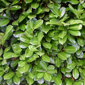 10 x Cherry Laurel Hedging Bare Root Plants - 60-80cm Evergreen Foliaged Winter Hardy Prunus laurocerasus Rotundifolia Shrubs