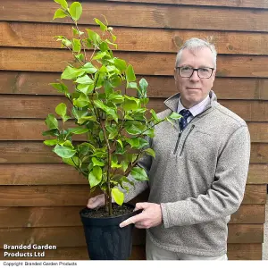 Gift Camellia Blooming Wonder Red 15cm Pot x 1