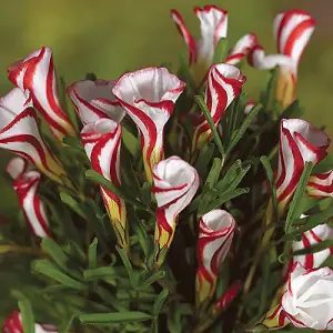 Oxalis versicolour bulbs , Pack of 10, Spring Flowering