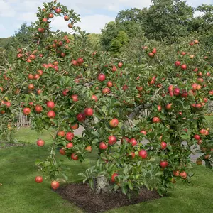 Apple (Malus) Family Tree (M26) 1 Bare Root Tree