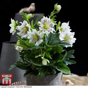 Helleborus orientalis Hello Pearl 14cm Potted  Plant x 1