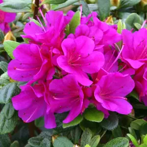 Azalea Geisha Purple - Evergreen Shrub, Exquisite Purple Blooms (20-30cm Height Including Pot)