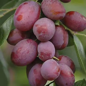 Victoria Plum Patio Fruit Tree in a 5L Pot 80-100cm Tall Grow Your Own Fruit Ready to Plant in Gardens