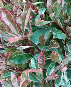 Photinia fraseri Louise - Year round interest - supplied in a 9cm pot