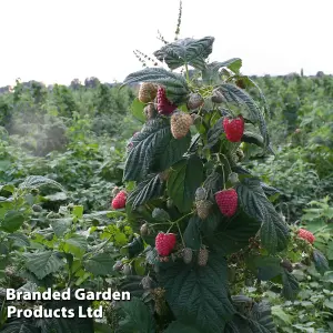 Raspberry (Rubus) Twotimer Sugano 9cm Potted Plant x 3