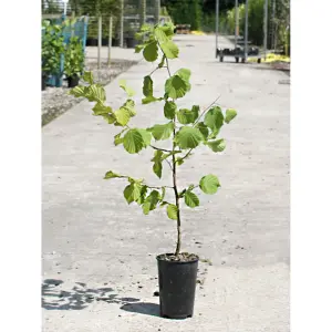 Hedges Direct Field Maple 40cm Height Native Hedge Plant