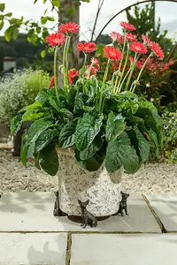 Chihuahua Plant Pot Feet - Set of 3 - L5 x W6 x H9.5 cm