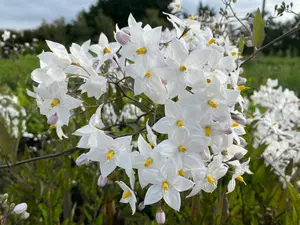 Solanum Jasminoides Alba Climbing Plant 30-50cm Supplied in a 9cm Pot