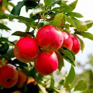 Dwarf Patio Elstar Apple Tree, Ready to Fruit,Sweet Crunchy Dessert Apple 3FATPIGS