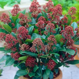 Skimmia Rubella Garden Plant - Red Berries, Compact Size (30-40cm Height Including Pot)